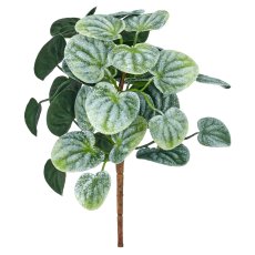 Peperomiabusch, 25cm, grau