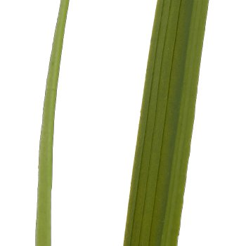 Graszweig, 110cm, grün