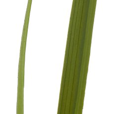 Graszweig, 110cm, grün