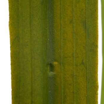 Graszweig, 142cm, grün