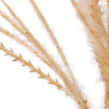 Miscanthus, 122cm, grün