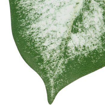 Caladiumblatt, 65cm, weiß-grün