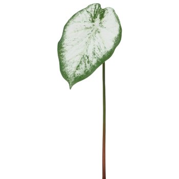 Caladiumblatt, 65cm, weiß-grün
