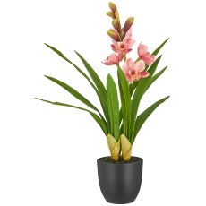 Cymbidie, 46cm, rosa, im schwarzen Kunststofftopf 11,5x11,5x11m