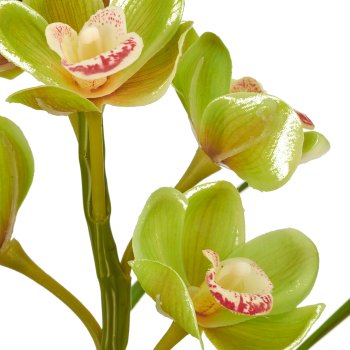Cymbidium, 46cm, grün, in black plastic pot 11.5x11.5x11m