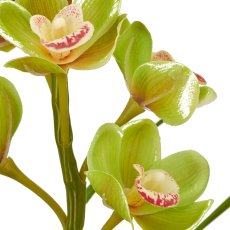 Cymbidium, 46cm, grün, in black plastic pot 11.5x11.5x11m