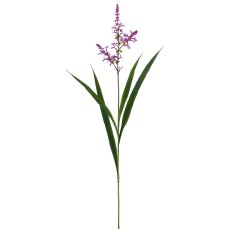 Salviengras, 91cm, lila