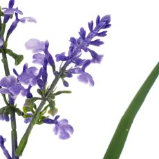 Salviengras, 91cm, blau