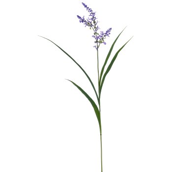 Salviengras, 91cm, blau
