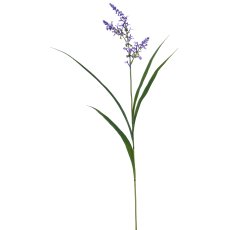 Salviengras, 91cm, blau
