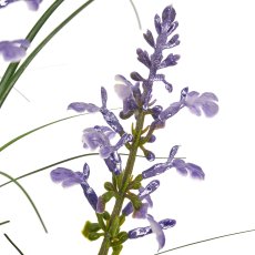 Salviengras, 72cm, lila, im schwarzen Kunststofftopf 11,5x11,5x10,5cm