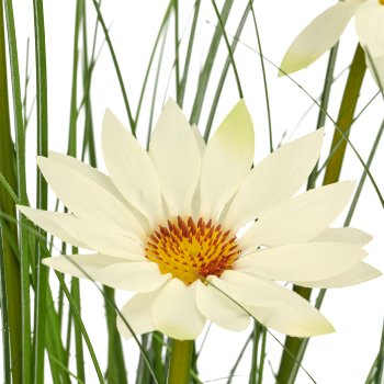 Gras mit Margeriten, 71cm, grün, im schwarzen Kunststofftopf 11,5x11,5x10cm
