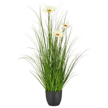 Gras mit Margeriten, 71cm, grün, im schwarzen Kunststofftopf 11,5x11,5x10cm