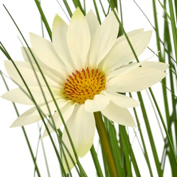 Grass with daisies, 91cm, grün, in black plastic pot 16.5x16.5x13.5cm