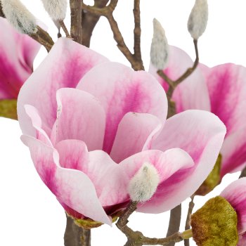 Magnolie, 65cm, rosa, im schwarzen Kunststofftopf 13,5x13,5x13,5cm
