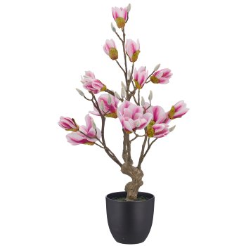 Magnolie, 65cm, rosa, im schwarzen Kunststofftopf 13,5x13,5x13,5cm