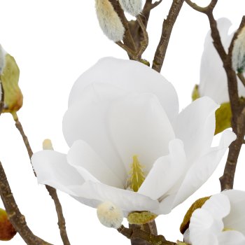 Magnolia, 65cm, weiß, in black plastic pot 13.5x13.5x13.5cm