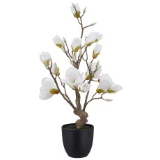 Magnolie, 65cm, weiß, im schwarzen Kunststofftopf 13,5x13,5x13,5cm