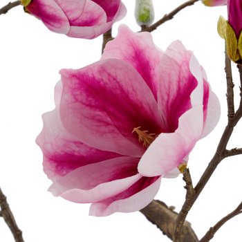 Magnolie, 99cm, rosa, im schwarzen Kunststofftopf 15,5x15,5x15cm