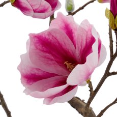 Magnolie, 99cm, rosa, im schwarzen Kunststofftopf 15,5x15,5x15cm