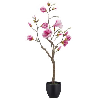 Magnolie, 99cm, rosa, im schwarzen Kunststofftopf 15,5x15,5x15cm