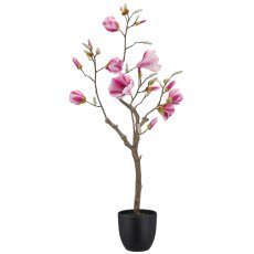 Magnolie, 99cm, rosa, im schwarzen Kunststofftopf 15,5x15,5x15cm