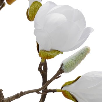 Magnolia, 99cm, weiß, in black plastic pot 15.5x15.5x15cm