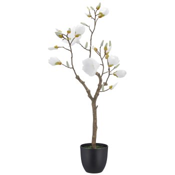 Magnolia, 99cm, weiß, in black plastic pot 15.5x15.5x15cm