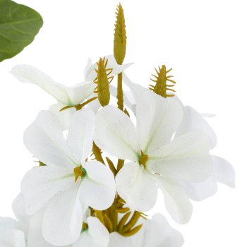 Plumbago, 85cm, weiß