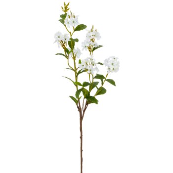 Plumbago, 85cm, weiß