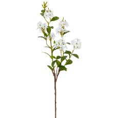 Plumbago, 85cm, weiß