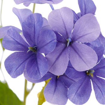 Plumbago, 85cm, lila