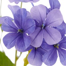 Plumbago, 85cm, lila