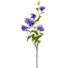 Plumbago, 85cm, lila
