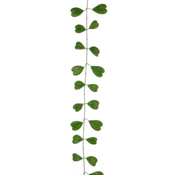 Hoyagirlande, 191cm, grün