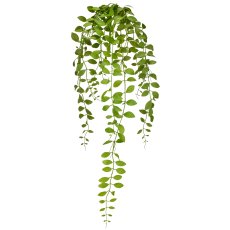 Aeschynanthushängezweig, 84cm, grün