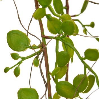 Mühlenbeckiahängezweig, 91cm, grün