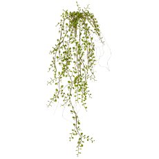 Mühlenbeckiahängezweig, 91cm, grün