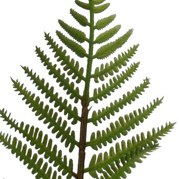 Farnbund x3, 51cm, grün