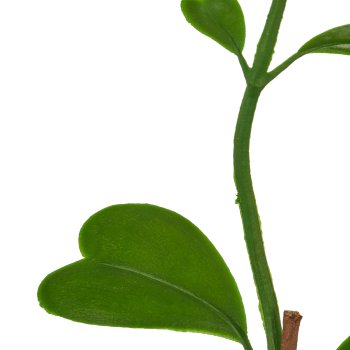 Hoya, 56cm, grün, in black plastic pot 9.5x9.5x9cm