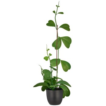 Hoya, 56cm, grün, in black plastic pot 9.5x9.5x9cm