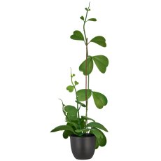 Hoya, 56cm, grün, in black plastic pot 9.5x9.5x9cm