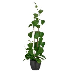 Hoya, 71cm, grün, in black plastic pot 11x11x10cm