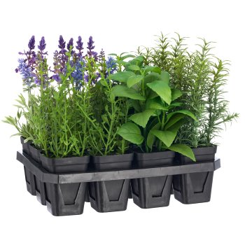 Kräutermix 5 fa.so., Lavendel, Rosmarin, Basilikum, Salvie, Oregano, ca.25cm, grün, im