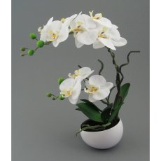 Phalaenopsis In Decoceramic Bowl, 42cm, White, Real Touch