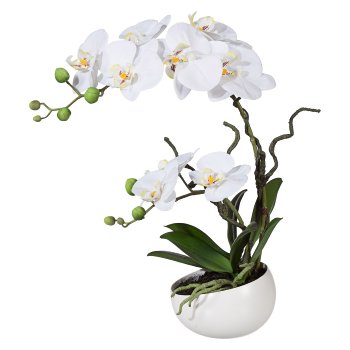 Phalaenopsis In Decoceramic Bowl, 42cm, White, Real Touch
