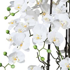 Phalaenopsis Arrangement, 68cm white, In ceramic bowl 45x25cm white, Real Touch