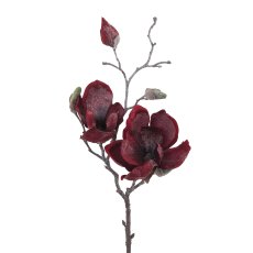 Magnolie gefrostet, 50cm, rot