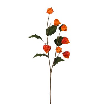 Physalis, 102cm, orange