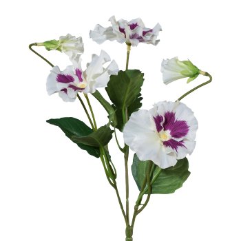 Pansy, 25cm, White-Purple